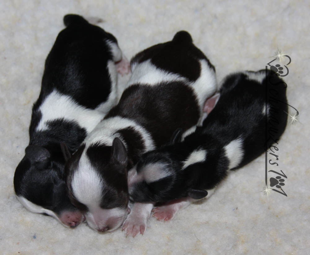 Teacup, Toy and Mini Schnauzer Puppies for Sale in San Bernardino, CA ...