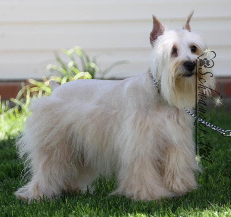 Blue, Red, & Lilac Schnauzer Puppies for Sale | Schnauzers 101