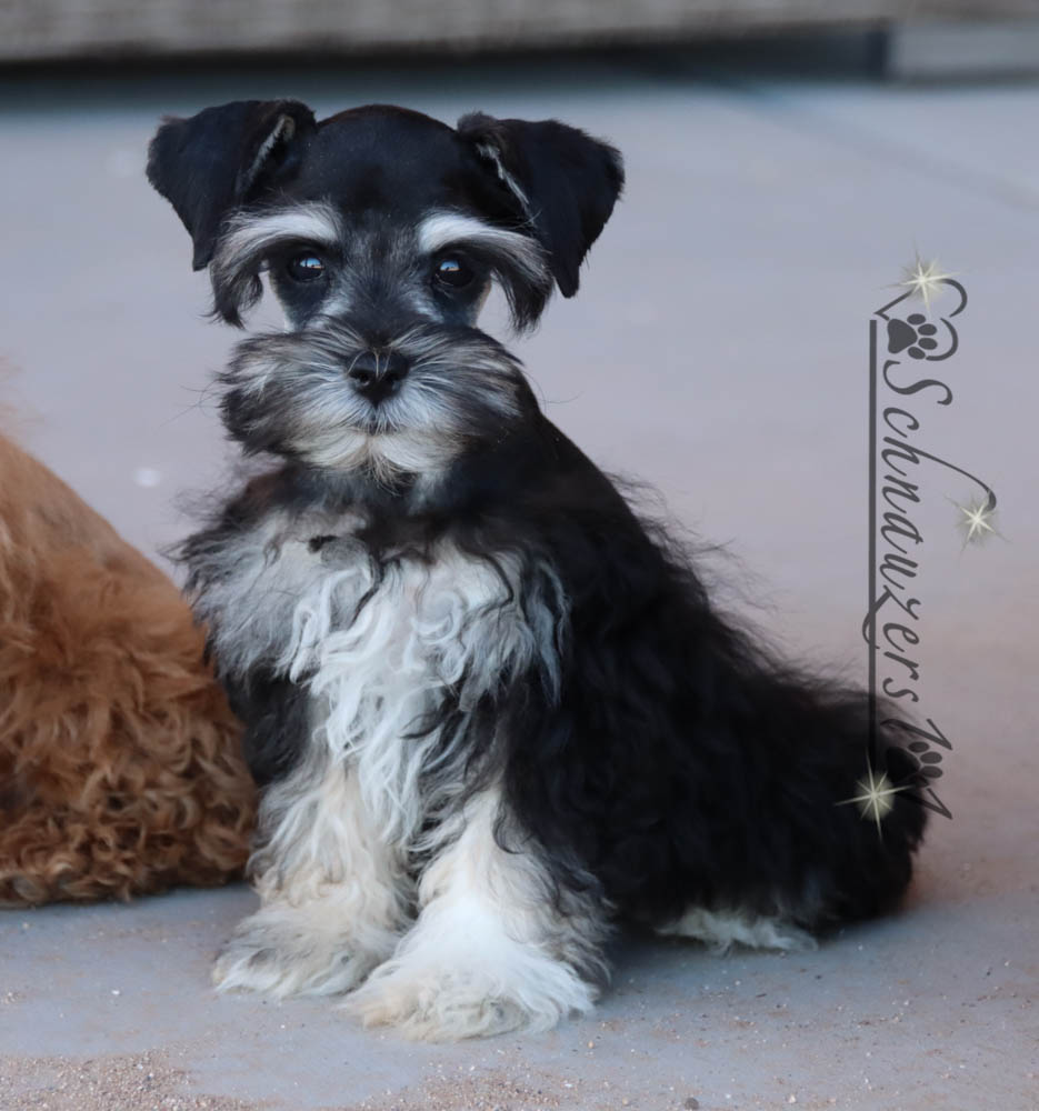 Teacup & Mini Schnauzer Puppies for Sale | Schnauzers 101